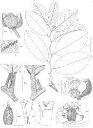 Image result for Magnistipula butayei