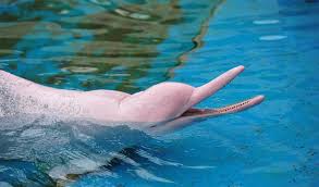 56829 12 3 4 5 6 7 8 9 10. ä¸­åœ‹ ç²‰ç´…è‰²æµ·è±š çµ•ç„¡åƒ…æœ‰çš„ç¨€æœ‰å‹•ç‰© ä½ å€'æœ‰è¦‹éŽå—Ž æ¯æ—¥é ­æ¢