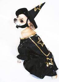 Especial Halloween Disfraz De Bruja Para Perros Tiendanimal Disfraces Para Perros Disfraces Para Mascotas Perros