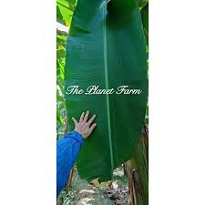 Maybe you would like to learn more about one of these? Buy Daun Pisang Banana Leaves Daun Pisang Nipah 1kg Fresh From Fram Seetracker Malaysia