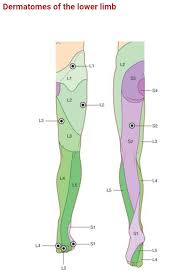 dermatomes of lower limb great toe l4 spine health