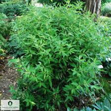 Image result for Shibataea kumasasa