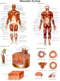 Muscular System Anatomy Charts