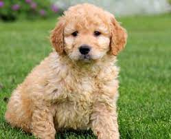 Join millions of people using oodle to find puppies for adoption, dog and puppy listings, and other pets adoption. How To Find English Teddybear Goldendoodles For Sale Near Me Mini Goldendoodle