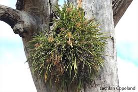 Image result for Cycnium recurvum