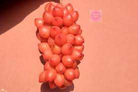 Image result for Dioscoreophyllum