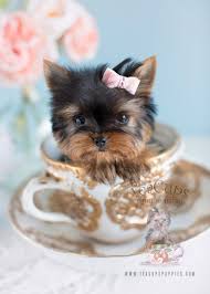 Teacups are the smallest puppies from a litter of toy breed dogs. Micro Teacup Yorkie Puppy Www Teacupspuppies Com Teacup Yorkie Puppy Yorkie Puppy Teacup Puppies