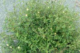 Image result for Sida rhombifolia