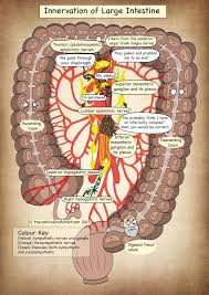 Step Inside To See What Brings Your Colon To Life Medical Anatomy Large Intestine Human Anatomy And Physiology