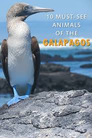 10 Must See Animals Of The Galapagos Galapagos Galapagos Sea Lion Galapagos Penguin