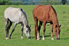 Grey Coat Colour Melanoma Equine Test Animal Genetics Uk