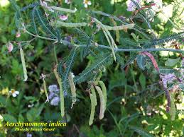 Image result for Aeschynomene