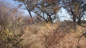 Image result for Baissea wulfhorstii