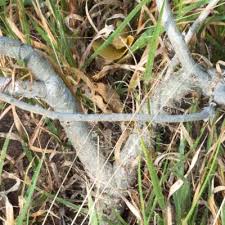 Image result for Ipomoea adenioides