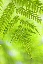 Image result for Cyathea manniana