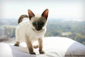 Siamese royalty, cattery, siamese cat breeders, siamese kittens for sale, balinese kittens for sale, traditional color pt lynx for sale at siamese royalty we screen our buyers prior siamese and balinese kitten adoption for the purpose of arranging a suitable match of kitten to new owner. Blue Point Siamese Cats