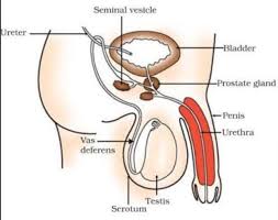 Reproductive models labeled virtual anatomy lab val. Draw A Labeled Diagram Of The Human Male Reproductive System Brainly In