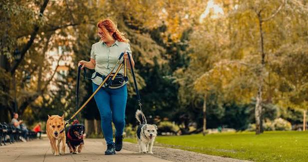 What are the rules for dog walkers? | Pet Business Insurance