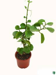Image result for Cissus rotundifolia