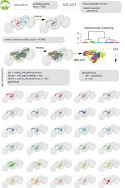 Econmoy lithium lifelight, surface mounted emergency light. The Natverse A Versatile Toolbox For Combining And Analysing Neuroanatomical Data Elife