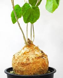 Image result for Pyrenacantha