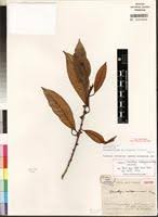Image result for Chrysophyllum gorungosanum