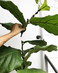 Keep your fiddle leaf fig happy and going strong with these expert tips. 10 Things Nobody Tells You About Fiddle Leaf Fig Trees Gardenista