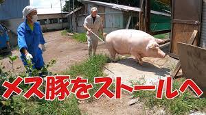 メス豚をいっぱいストールに入れる - YouTube