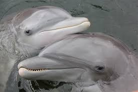 Those working in museums, historical sites and institutes that contain dolphins made a mean salary of $33.25 per hour or $69,150 per year, which was on the lower half of the national scale. Amazing Dolphin Moms Have Special Whistles For Their Calves