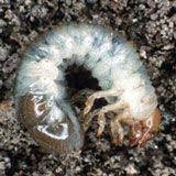 Get Rid Of Grubs Japanese Beetles Garden Pests Japanese Beetle Grubs