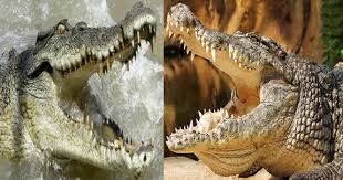 nile crocodile vs salt water crocodile fight comparison