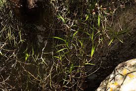 Image result for Tridactyle tridactylites