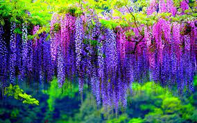 Wisteria Poisonous Plants Wisteria Tree Wisteria Tree Hd Wallpaper