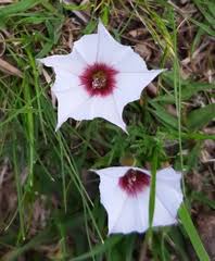 Image result for Convolvulus goyderi