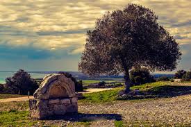Check spelling or type a new query. The Most Beautiful Wallpapers Of Olive Trees