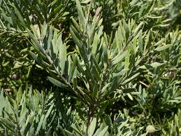 Image result for Afrocarpus