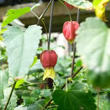 Image result for Abutilon angulatum