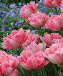 Double Early Tulip Foxtrot Early Spring These Are Beautiful Fully Double Tulips With Rose Pink And White Pe Bulb Flowers Tulips Flowers Beautiful Flowers