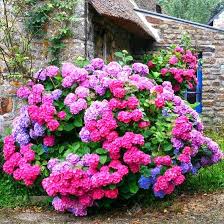 Image result for Hydrangea