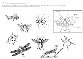 les differentes parties des insectes a colorier fiches du corps humain coloriage pennywise effrayant