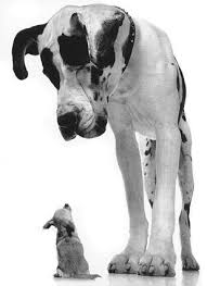 Contact tucson great dane breeders near you using our free great dane breeder search tool below! Great Danes An Ex Expatriate