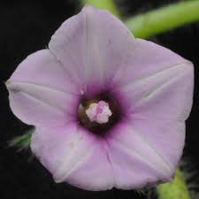 Image result for Ipomoea dichroa