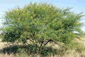 Image result for Acacia grandicornuta