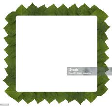 Image result for Rhoicissus rhomboidea