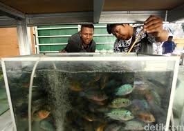 Pilihan warnanya yang cerah pasti membuat akuarium semakin cantik (foto: Penjual Ikan Hias Di Trotoar Jatinegara Direlokasi