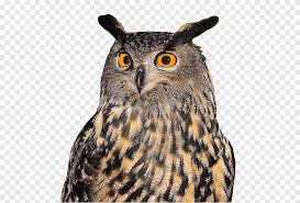 Horned owls and eagle owls. Tawny Owl Bird Eurasian Eagle Owl Great Horned Owl Owl Animals Fauna Png Pngegg