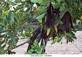 Carob Tree Pods Plants Carob Travel Forums