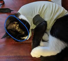Scratching can make hair loss worse. What Causes Bald Spot Between Eye And Ears On A Cat Pets Stack Exchange