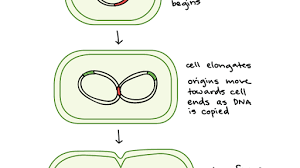 Finally, an unlabeled version of the diagram is included at the bottom of the page, in color and black and white. Bacterial Binary Fission The Cell Cycle And Mitosis Article Khan Academy