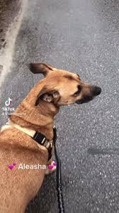 Maybe you would like to learn more about one of these? Adoption First Animal Rescue Home Facebook